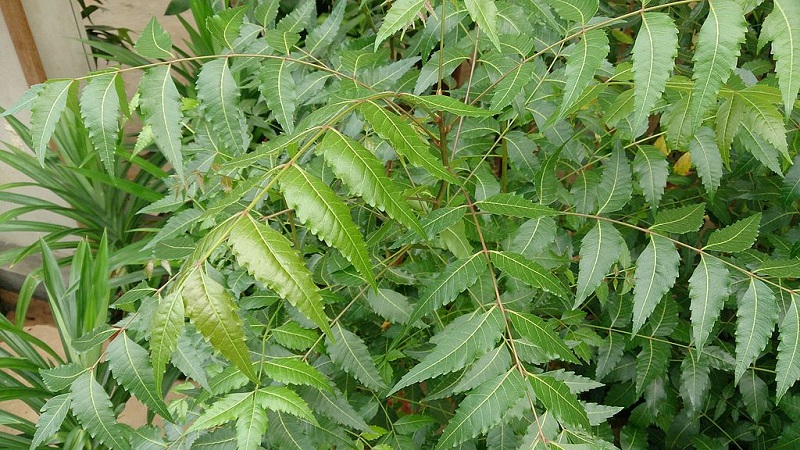ঔষধী গাছ নিমের উপকারিতা