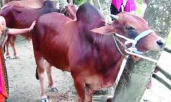 পশু কোরবানীর অবশ্য পালনীয় কিছু নিয়ম